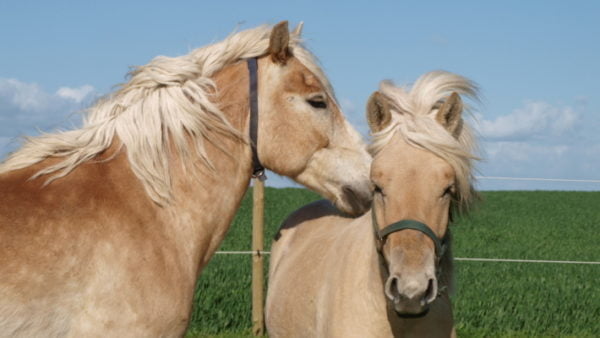 To heste der nusser hinanden