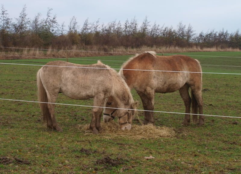 To heste der spiser af samme bunke hø.