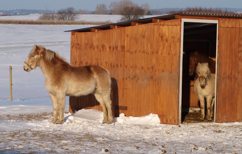 To heste der står i et læskur om vinteren