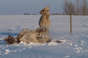 To heste der leger i sneen