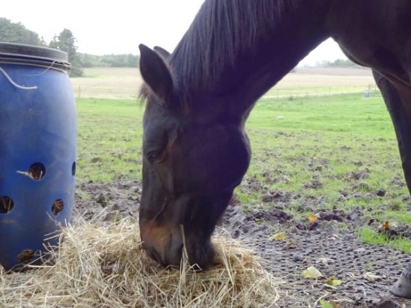 Hest der spiser grovfoder i form af hø