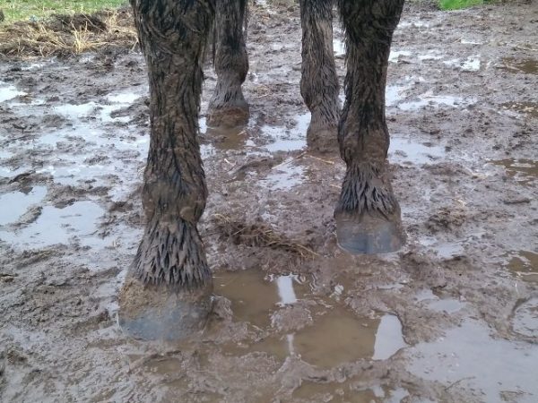 Mudderblues - Hesteben og hove i mudder