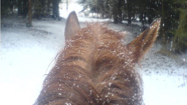 Hest i sne set fra ryggen