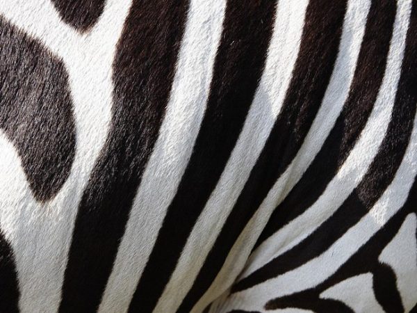 Zebrastriber som kan hjælpe mod insekter